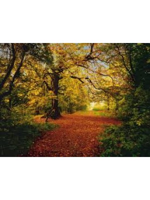  Autumn Forest- Size: 368 X 254 cm