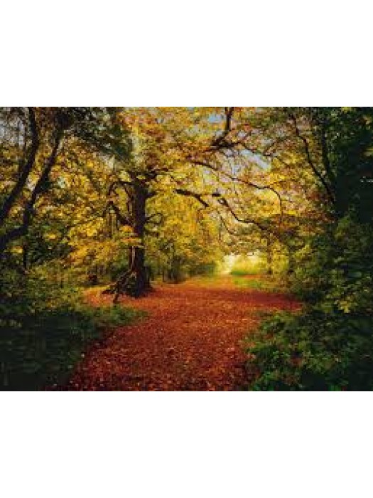  Autumn Forest- Size: 368 X 254 cm