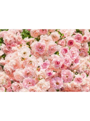 Wallpaper - Rosa - Size: 368 X 254 cm